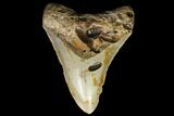 Bargain, Megalodon Tooth - North Carolina #88658-1